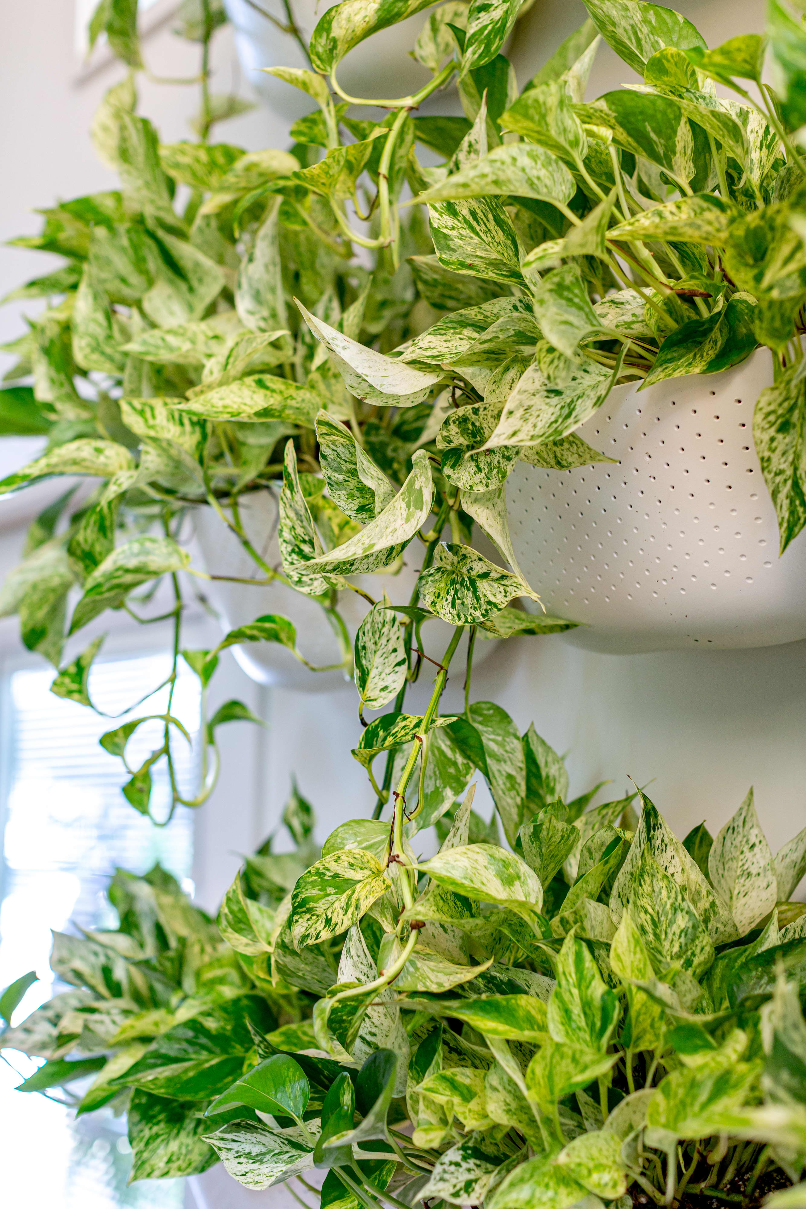 ポトス パステルシャワー&マーブル